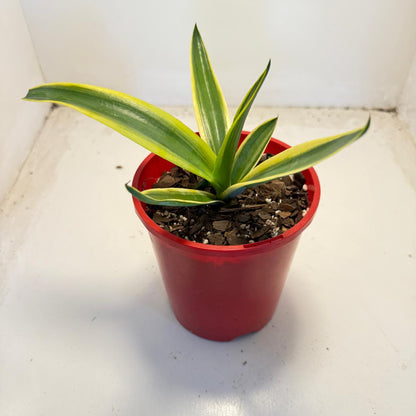 El Miradores Gold Agave - 130mm