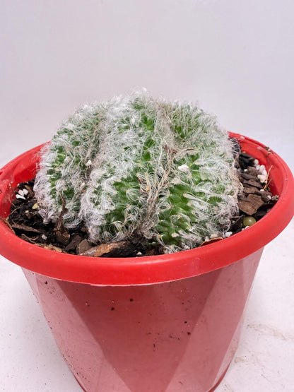 Mammillaria recteaculeata f. cristata – Unique Fan-Shaped Crested Cactus|130mm