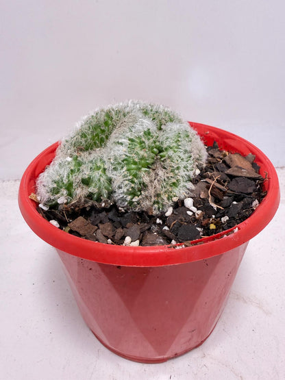 Mammillaria recteaculeata f. cristata – Unique Fan-Shaped Crested Cactus|130mm