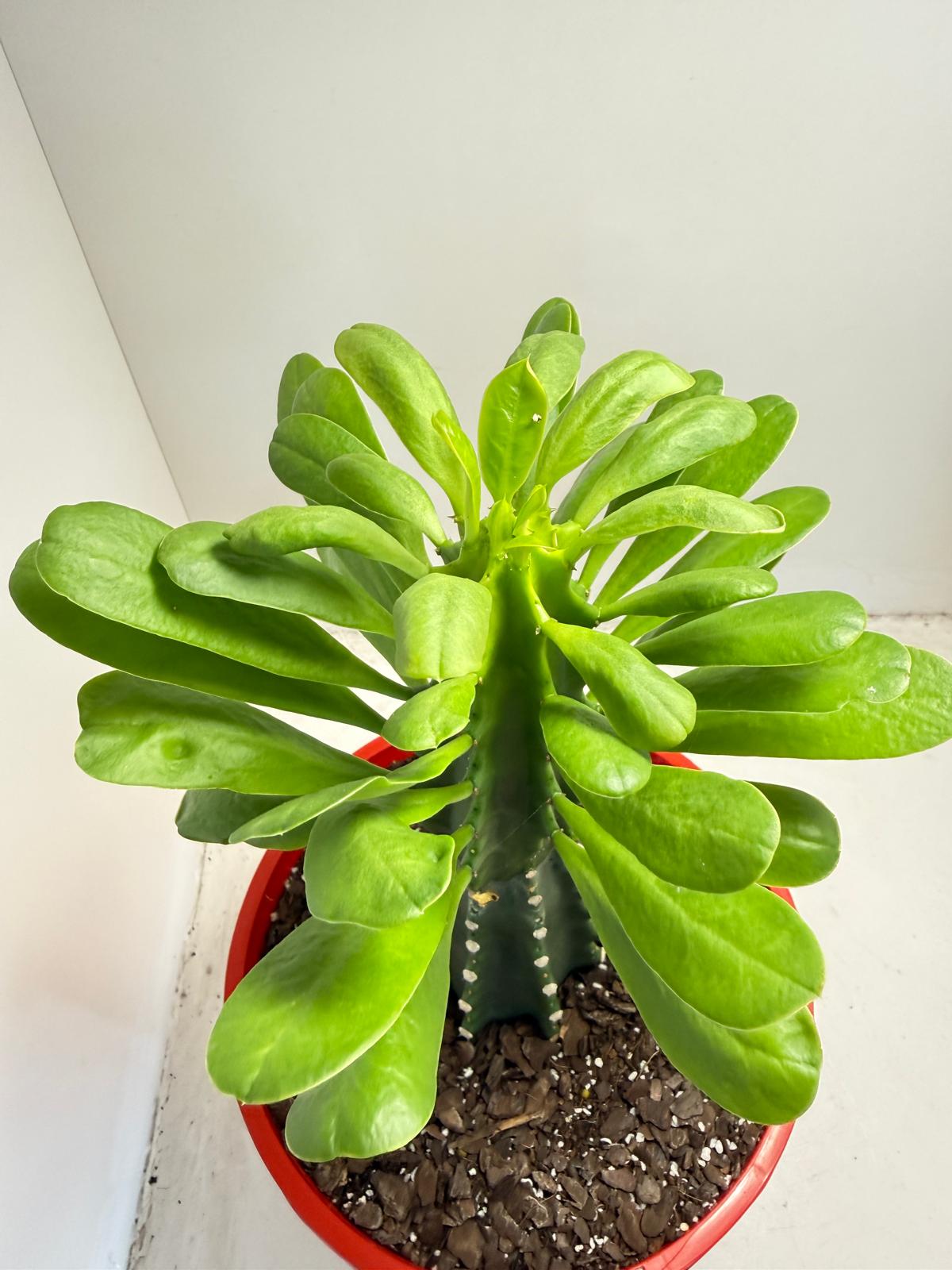 Euphorbia royleana | 210mm