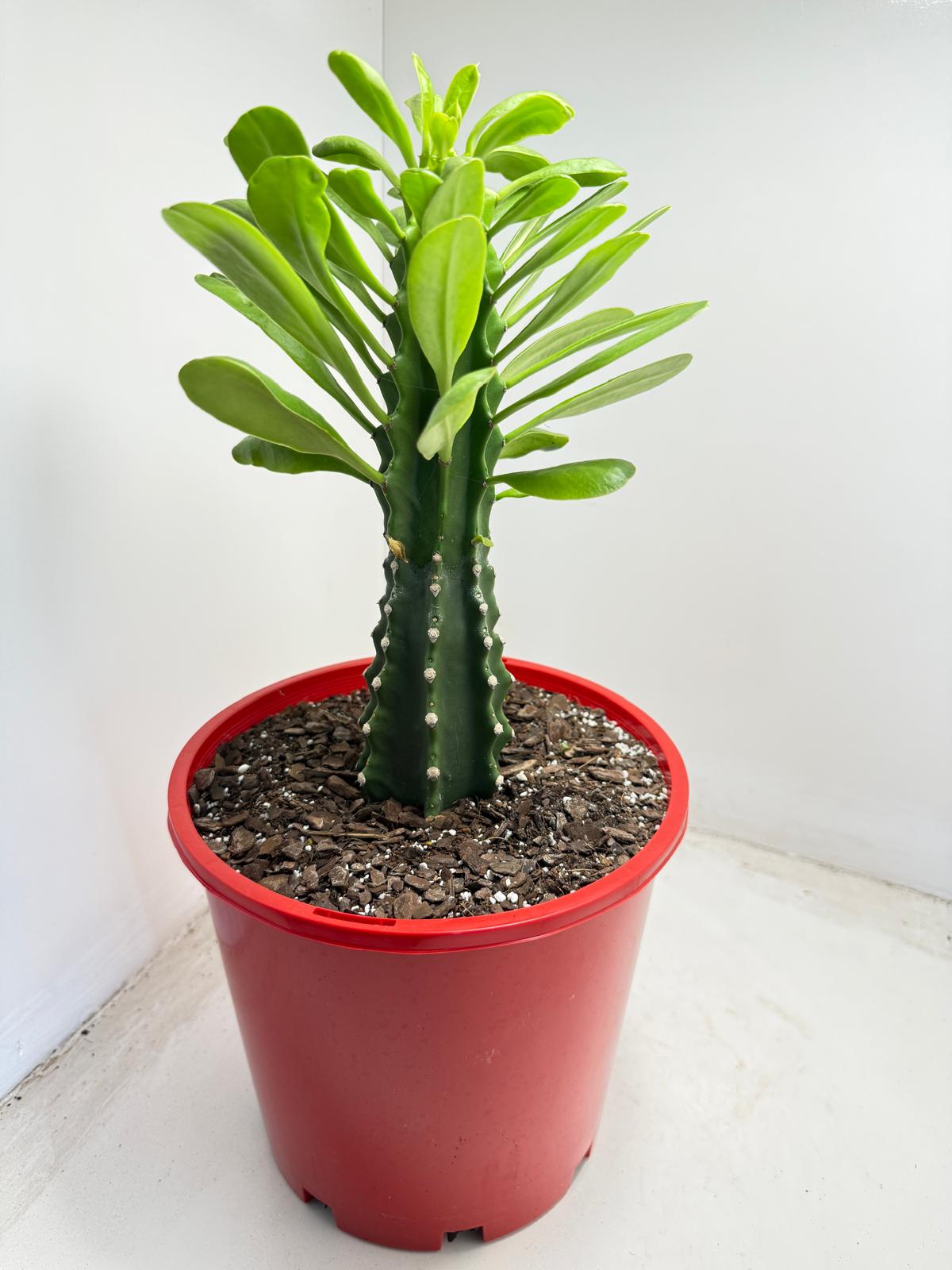 Euphorbia royleana | 210mm