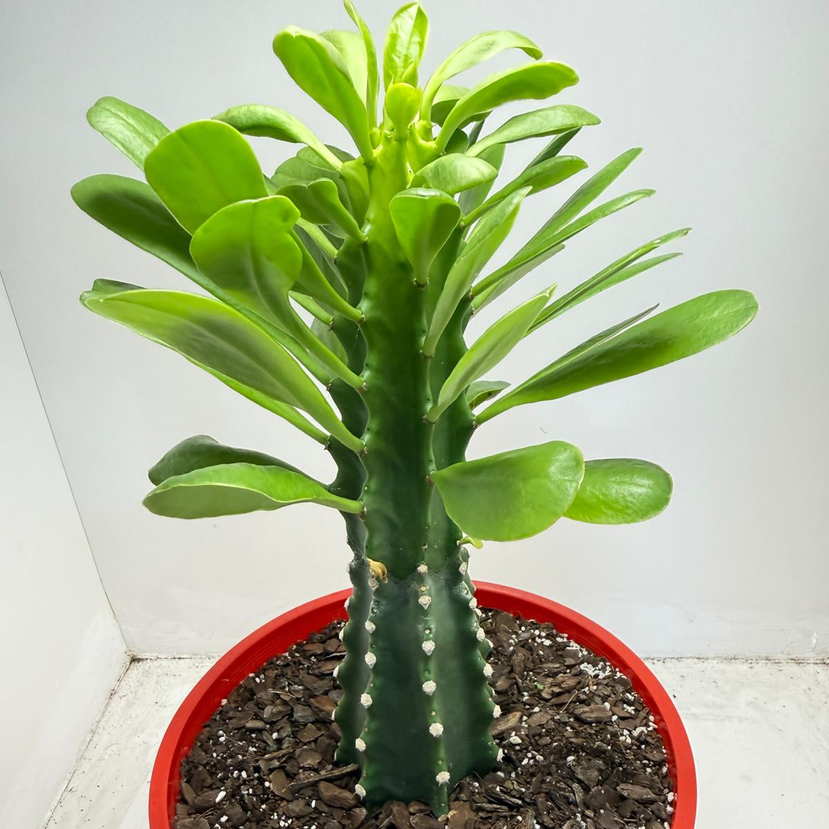 Euphorbia royleana | 210mm