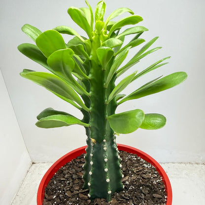 Euphorbia royleana | 210mm
