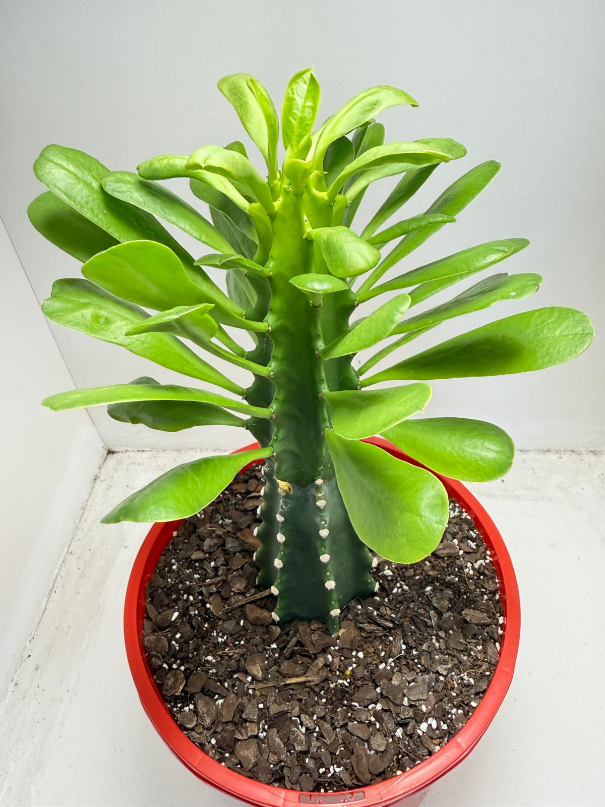 Euphorbia royleana | 210mm