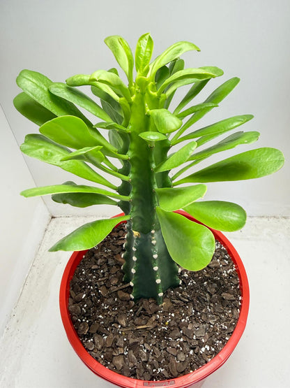Euphorbia royleana | 210mm