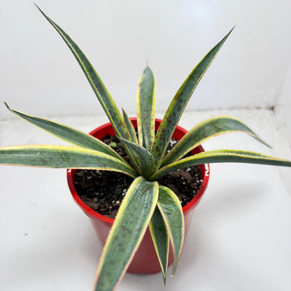 Agave Lemon Splice