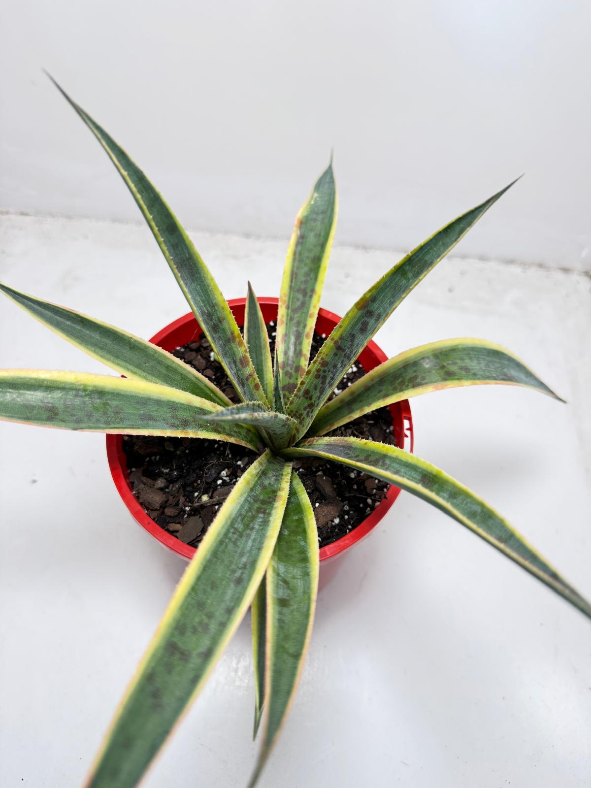 Agave Lemon Splice