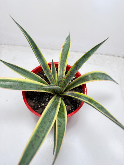 Agave Lemon Splice