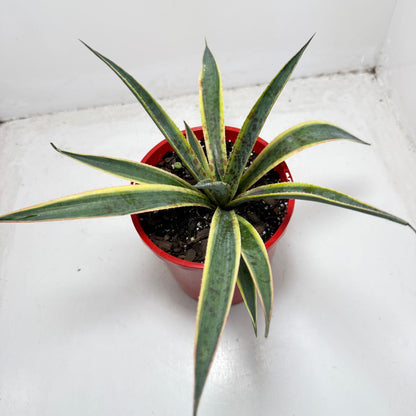 Agave Lemon Splice
