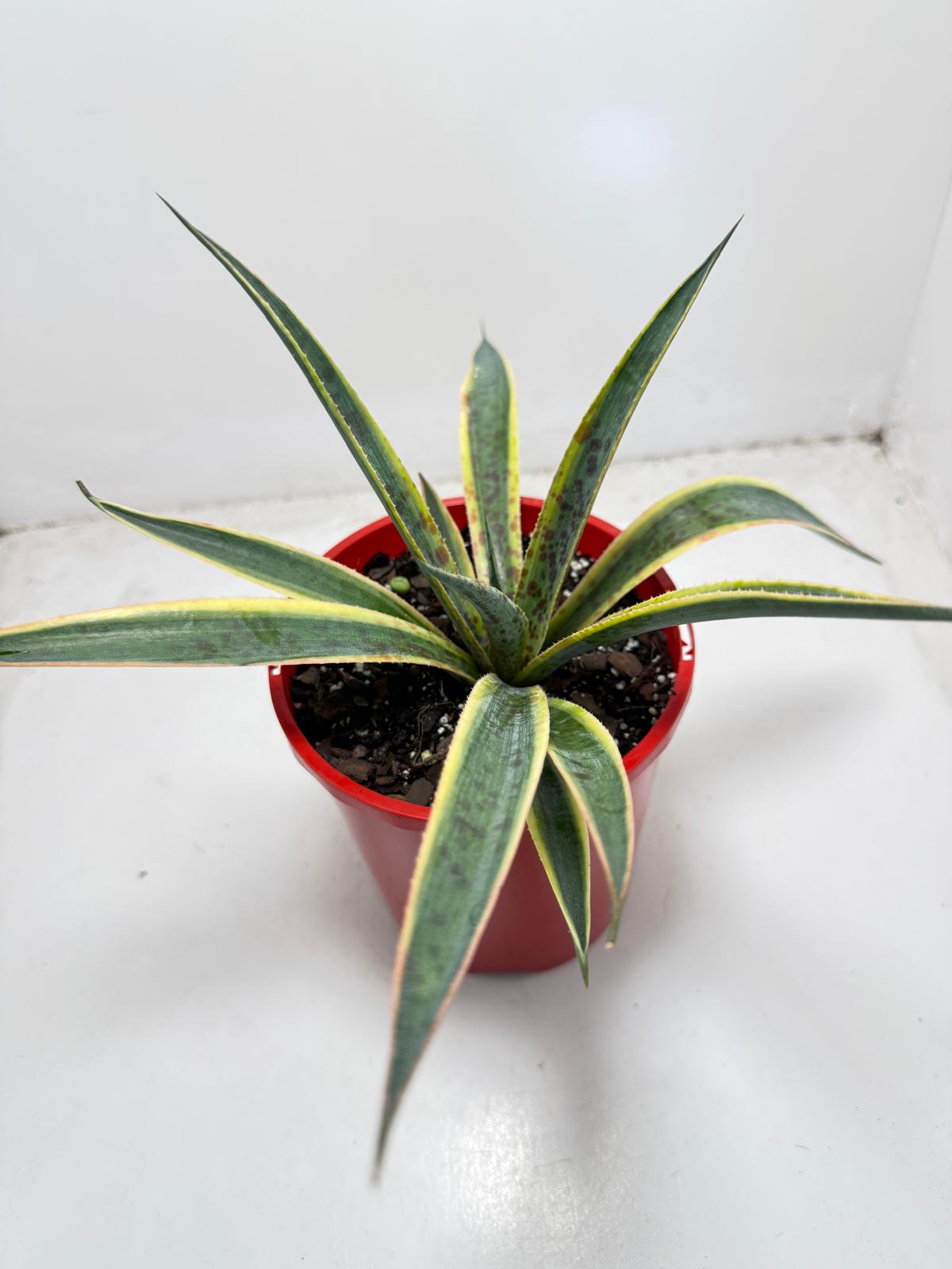Agave Lemon Splice