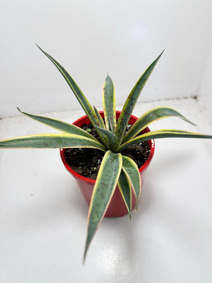 Agave Lemon Splice