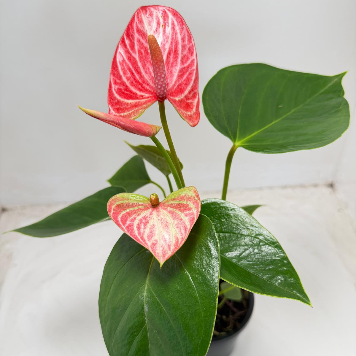 anthurium ruby Anthurium Livium Ruby |100mm – Succulents World