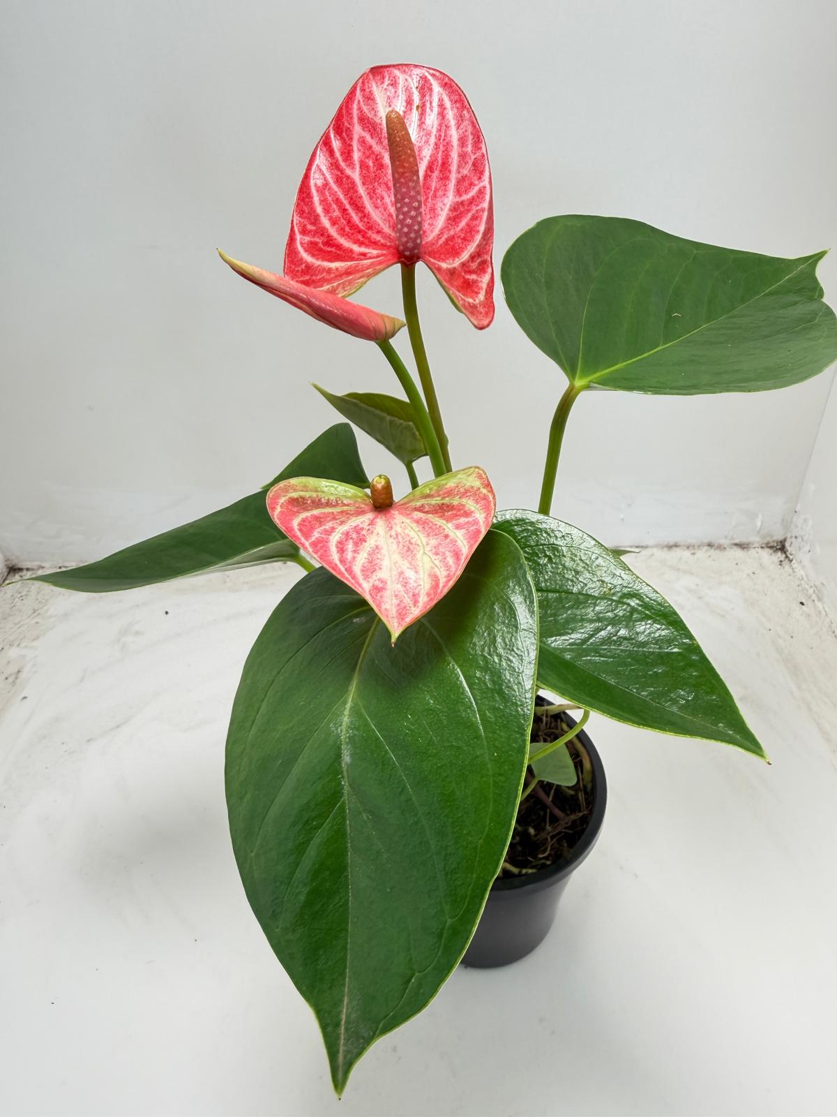 Anthurium Livium Ruby |100mm