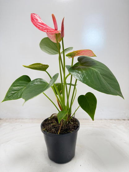 Anthurium Livium Ruby |100mm