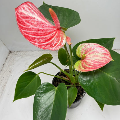 Anthurium Livium Ruby |100mm