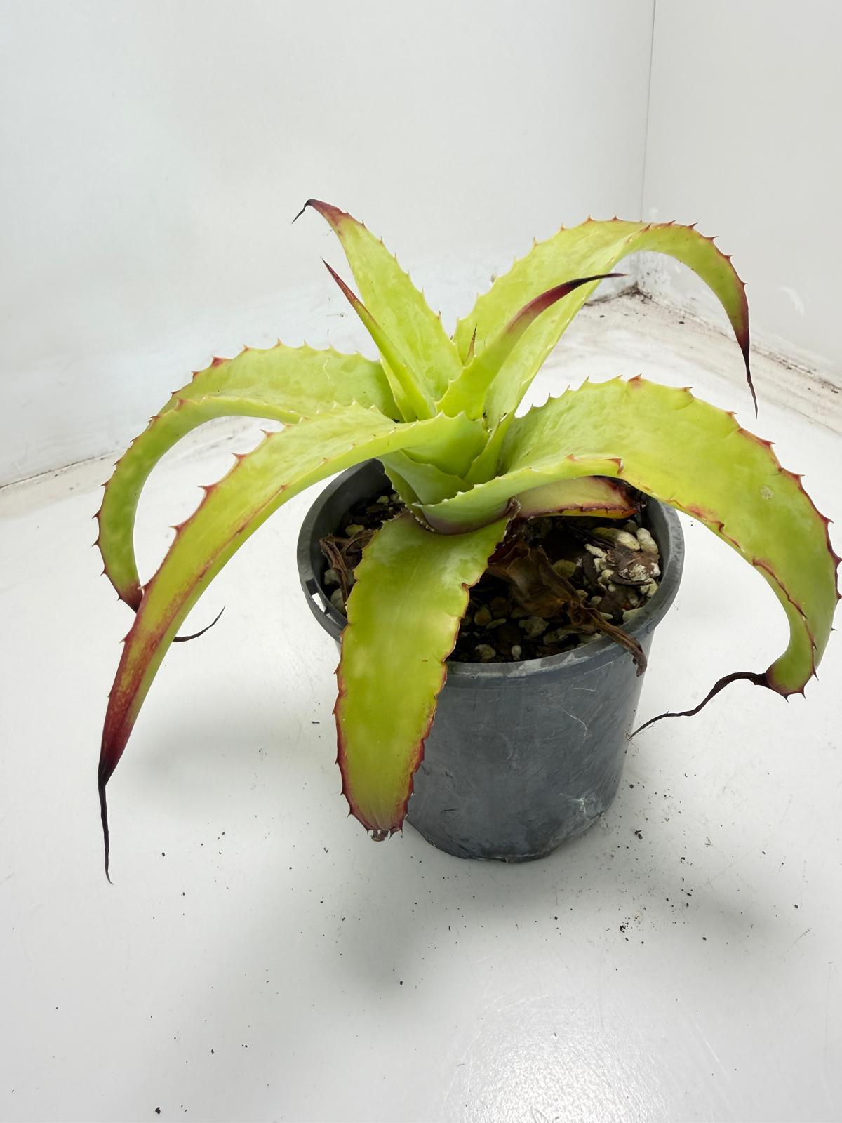 Hechtia glauca | 100mm