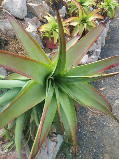 Hechtia glauca | 100mm