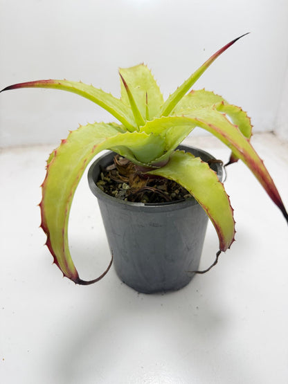 Hechtia glauca | 100mm