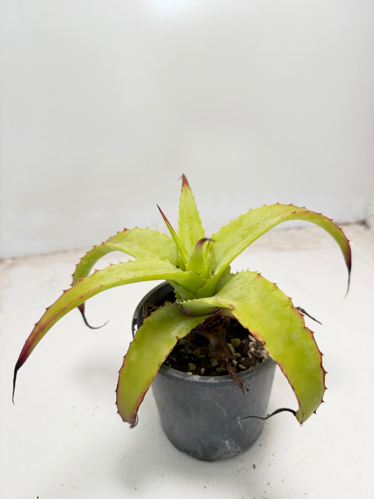 Hechtia glauca | 100mm