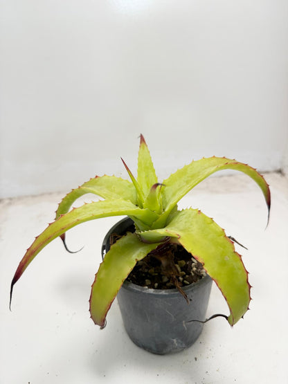 Hechtia glauca | 100mm