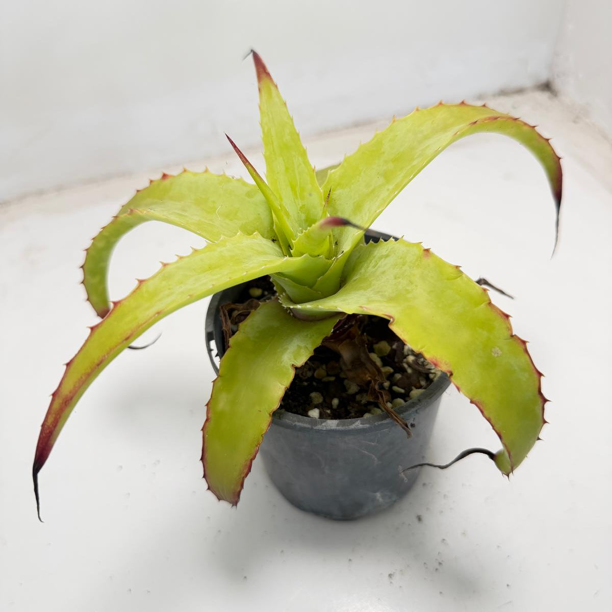 Hechtia glauca | 100mm