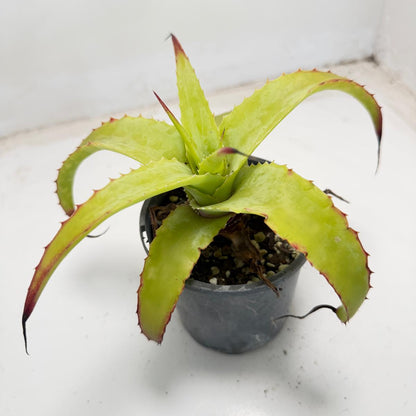 Hechtia glauca | 100mm
