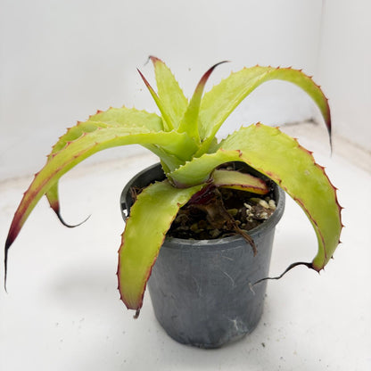 Hechtia glauca | 100mm