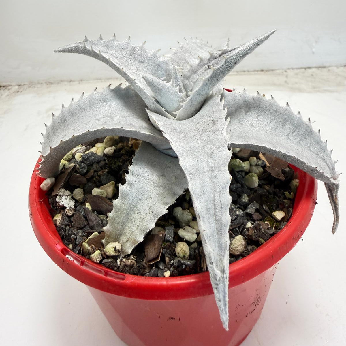 Encholirium pedicellatum |130mm