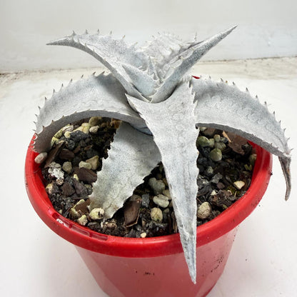 Encholirium pedicellatum |130mm
