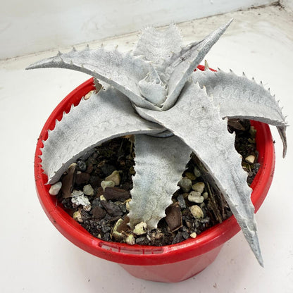 Encholirium pedicellatum |130mm