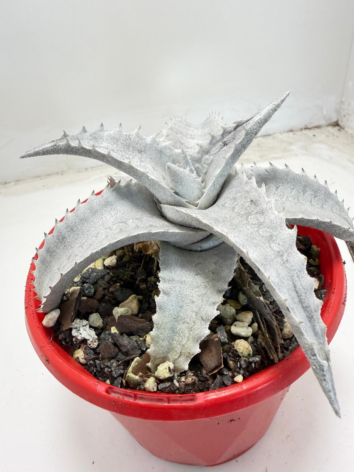 Encholirium pedicellatum |130mm