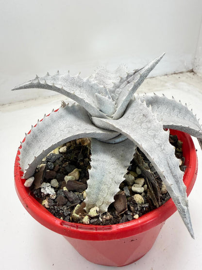 Encholirium pedicellatum |130mm