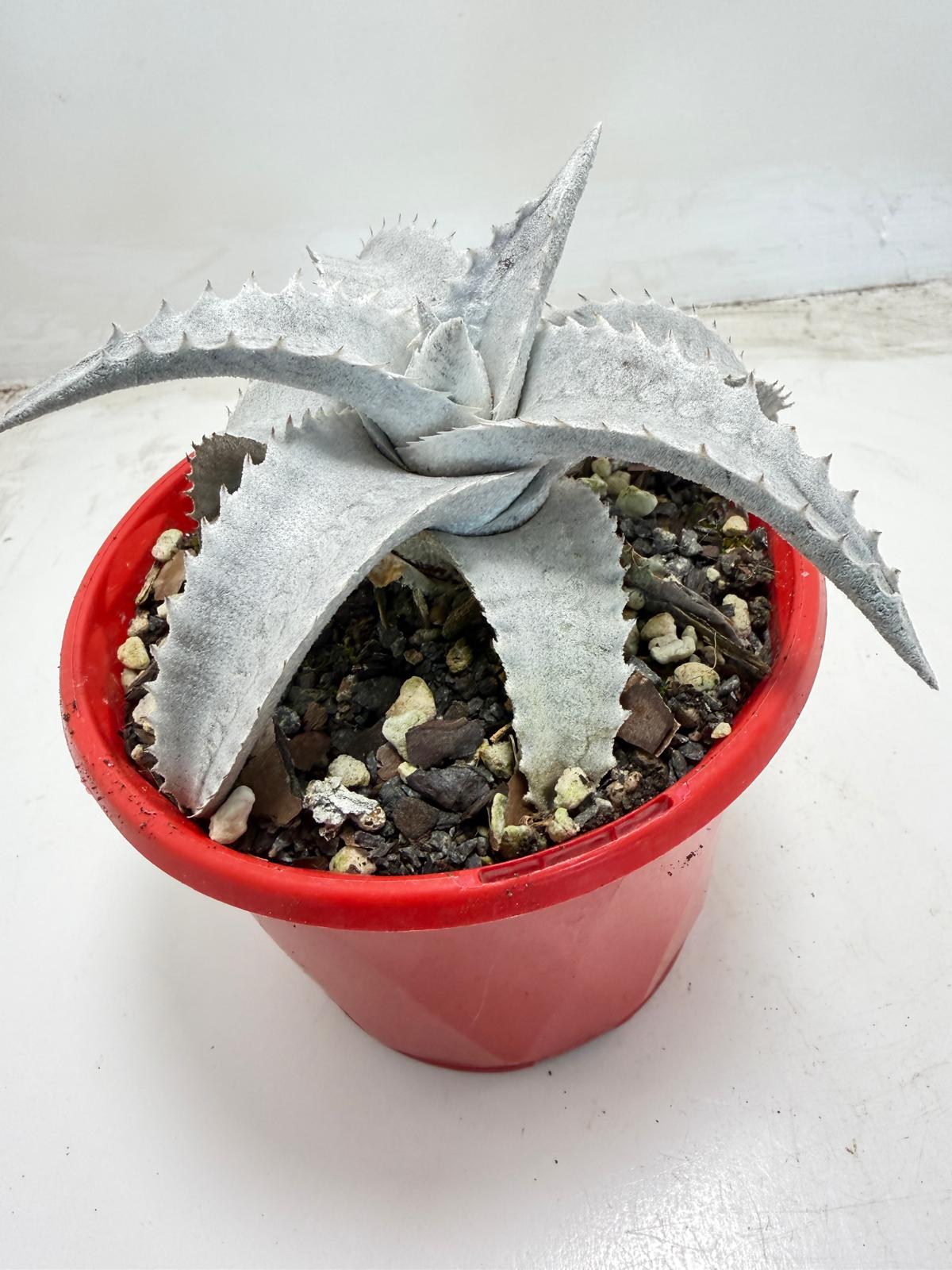Encholirium pedicellatum |130mm