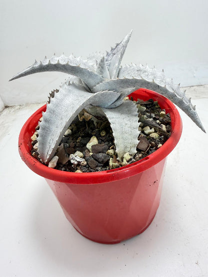 Encholirium pedicellatum |130mm