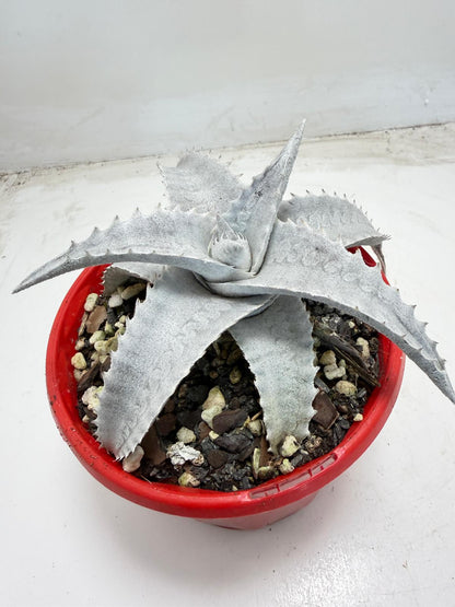 Encholirium pedicellatum |130mm