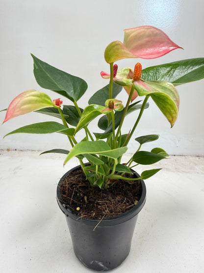 Anthurium ‘Matata’ with 100mm pot