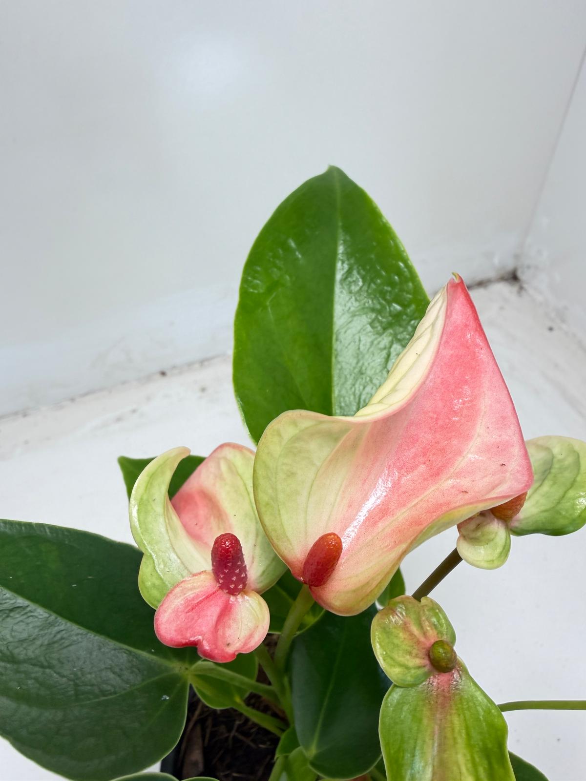 Anthurium ‘Matata’ with 100mm pot