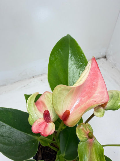 Anthurium ‘Matata’ with 100mm pot