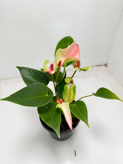 Anthurium ‘Matata’ with 100mm pot