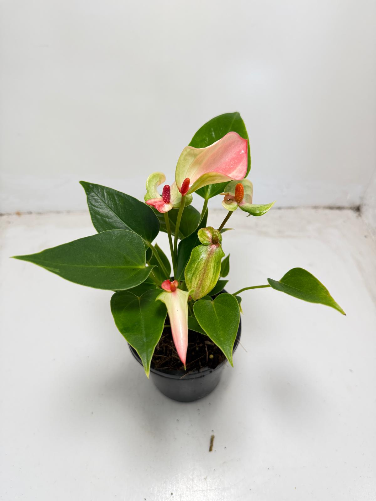 Anthurium ‘Matata’ with 100mm pot