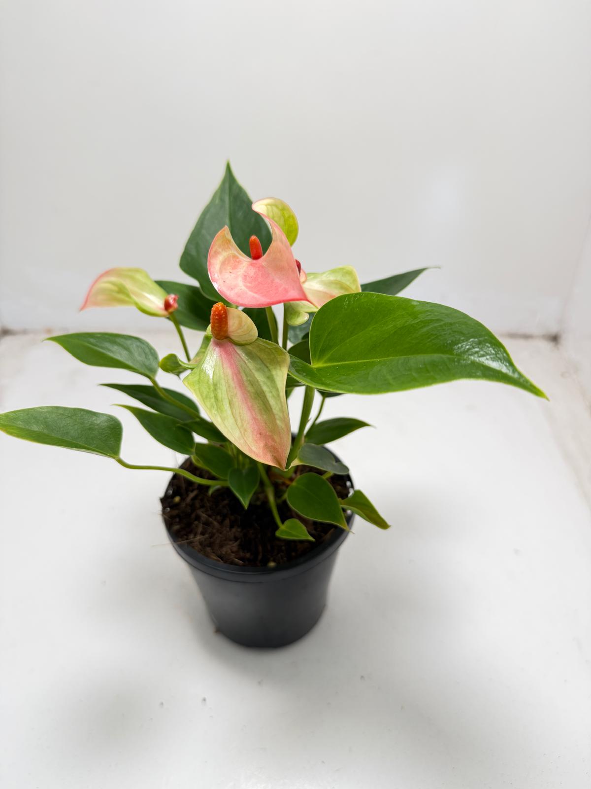 Anthurium ‘Matata’ with 100mm pot