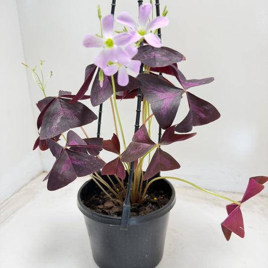 Oxalis triangularis (False Shamrock) – 130mm Pot Size