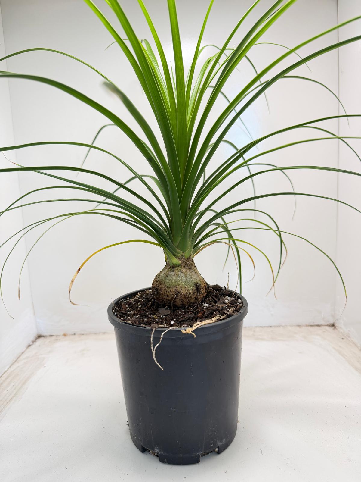 Beaucarnea recurvata (Ponytail Palm) 150mm pot size