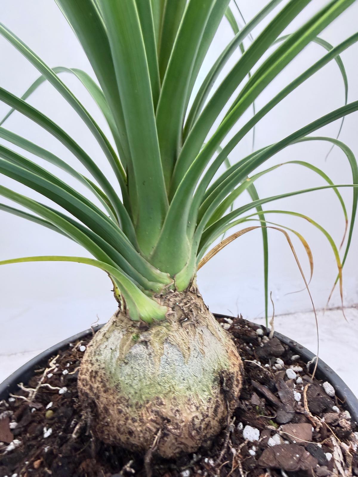 Beaucarnea recurvata (Ponytail Palm) 150mm pot size
