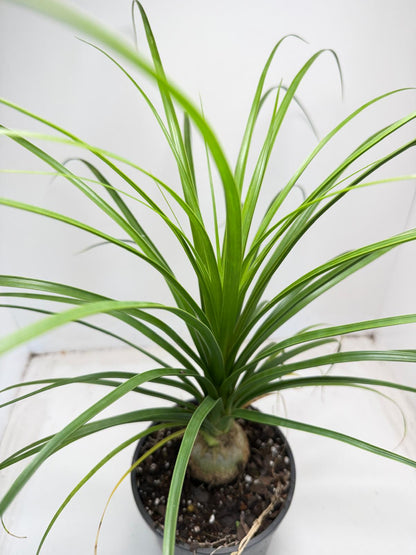 Beaucarnea recurvata (Ponytail Palm) 150mm pot size