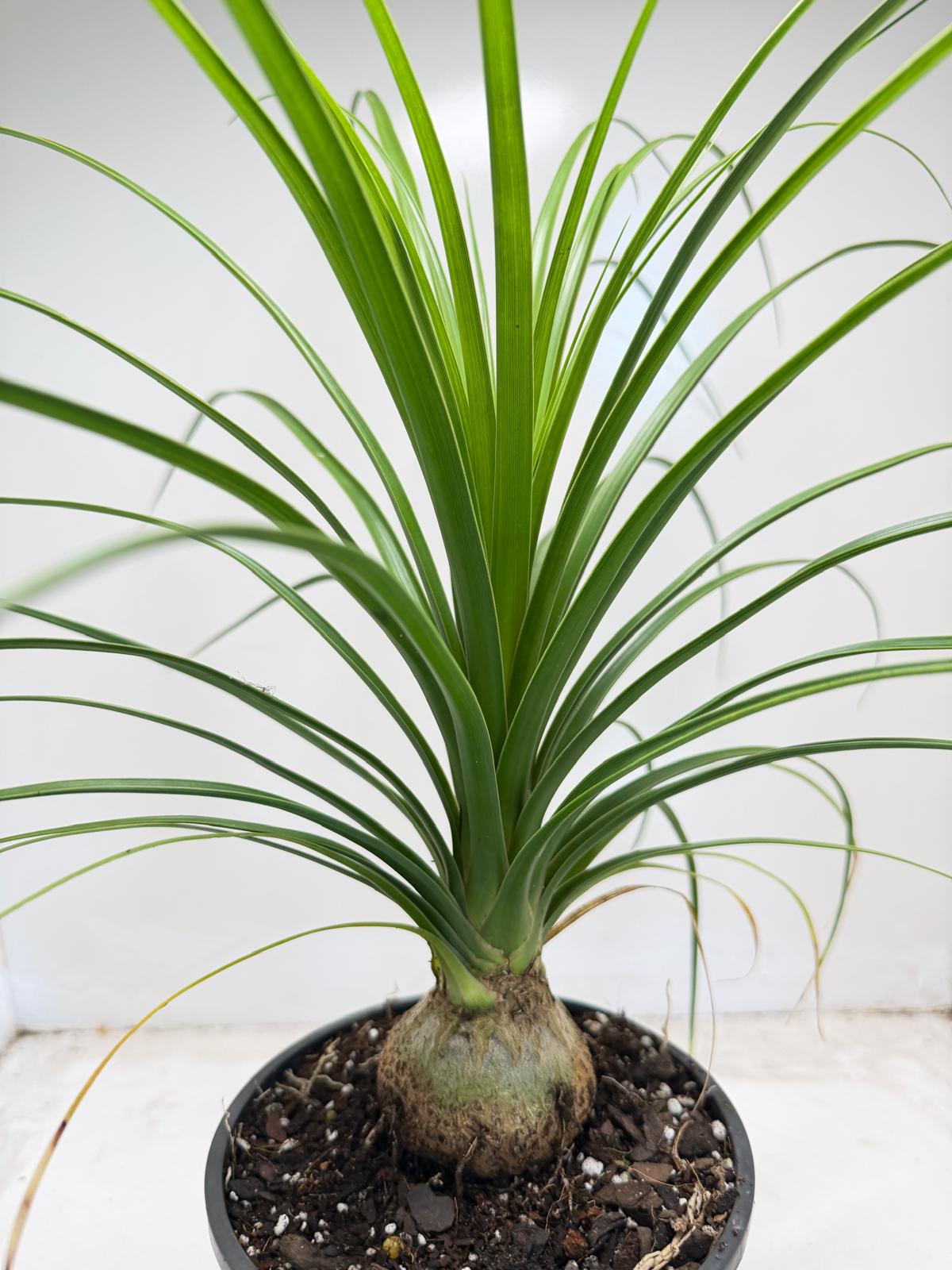 Beaucarnea recurvata (Ponytail Palm) 150mm pot size