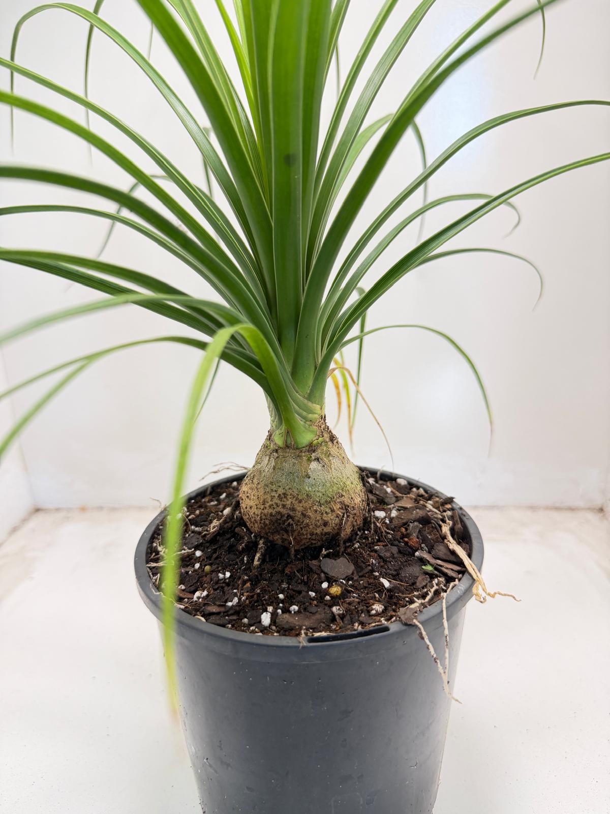Beaucarnea recurvata (Ponytail Palm) 150mm pot size