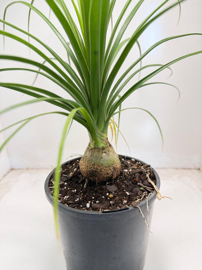 Beaucarnea recurvata (Ponytail Palm) 150mm pot size
