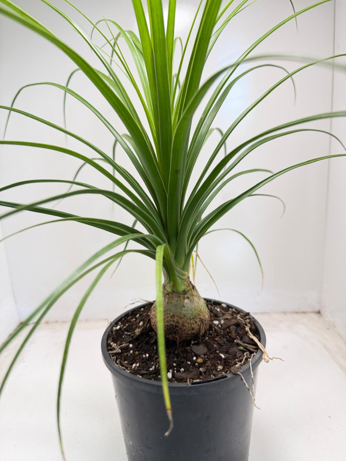 Beaucarnea recurvata (Ponytail Palm) 150mm pot size