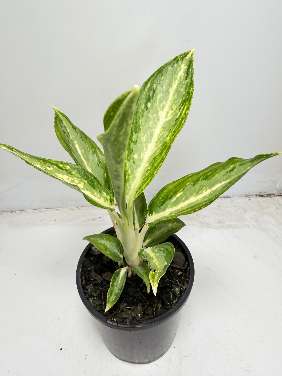 Aglanema Elieen - 100mm